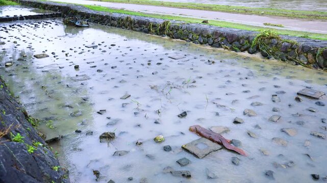 Flood in Kyoto Japan, Typhoon Breaks Kamogawa Bank and Giant Salamander Exposed