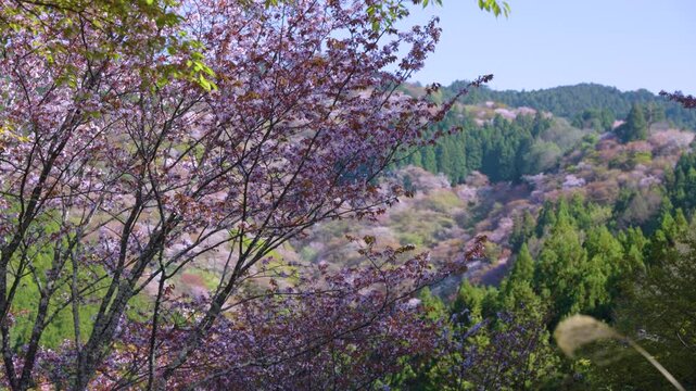Spring arrives in Japan, Pink Sakura Bloom in Mountains of Yoshino, Nara