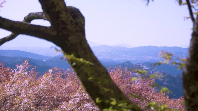 Sakura Trees and Mountains of Nara Japan, Sakura Season