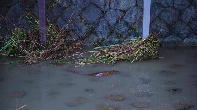 Rain in Kyoto River, Kamogawa with Giant Salamander in Water during Typhoon