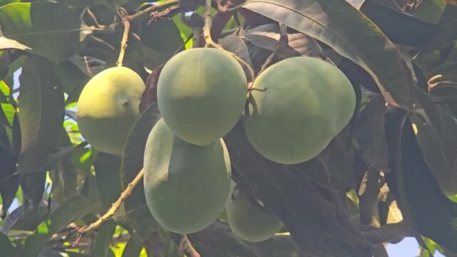 Fresh green mangoes hanging on tree branch, tropical organic fruit orchard, raw mangoes with lush green leaves in natural sunlight