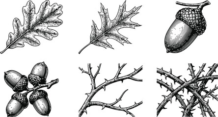 Vintage halloween engraving of oak leaves and acorns with thorny branches for autumn celebration © Mahi Fattah