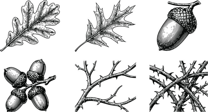 Vintage halloween engraving of oak leaves and acorns with thorny branches for autumn celebration