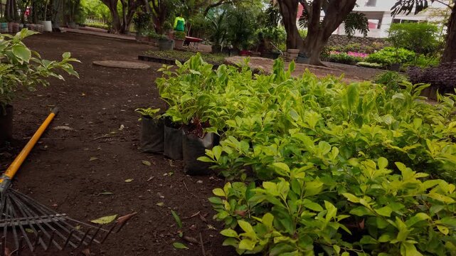Rows of green shrubs growing in plant nursery garden. Potted plants arranged on soil beneath mature trees in landscaped park during daytime with natural light