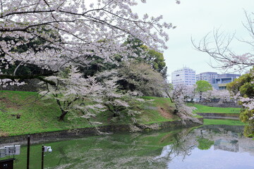 Naklejka premium Chidorigafuchi Park with spring cherry blossom (sakura) in Chiyoda City, Tokyo, japan