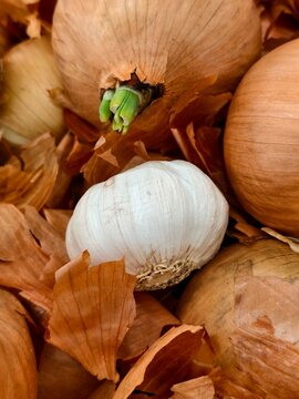 Sprouting brown onion with single garlic bulb sprouting vegetable ingredient agriculture