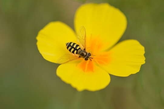 Hoverfly feeding on yellow flower