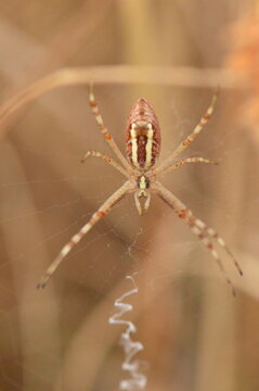 Banded garden spider on orb web with stabilimentum