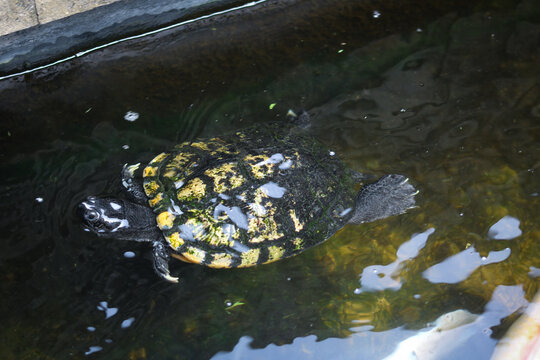 Small aquatic turtle with a patterned yellow-and-black shell swimming in the water.