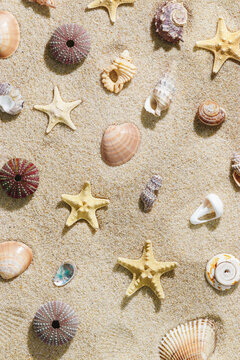 Natural starfish, sea urchin, seashells as minimal creative top view background. Stylish layout of beachcombing treasure on ocean sand shore. Summer vacation relaxation concept, beach vibes.