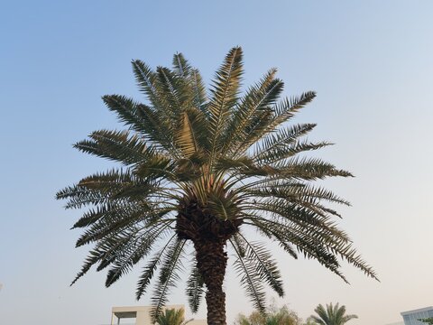Date Palm Tree Tall slender iconic palm species with sweet edible fruit Dates. Arabic Palm trees Loaded with bunches of Dates Fruit View Native Middle East iconic ancient agriculture plant cultivated.