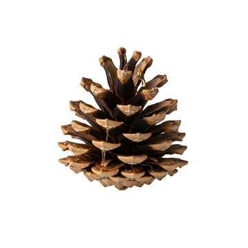 Natural brown pine cone with golden sticky resin drips isolated on transparent background for holiday decor