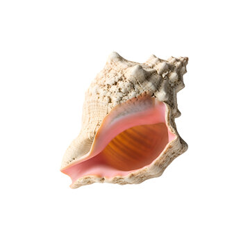 Elegant Queen Conch Shell with Vibrant Pink Interior Isolated on a Solid Transparent Background