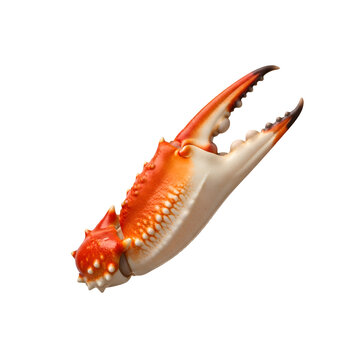 Single Boiled Red Crab Claw Pincer Closeup Isolated on Dark Background Gourmet Seafood Ingredient