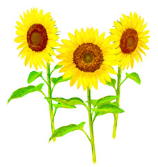 Fototapeta premium Set of bright yellow sunflowers elements isolated on transparent background