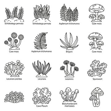 Collection of Hand-Drawn Botanical Illustrations: Ferns, Mosses, Lichens, and Fungi