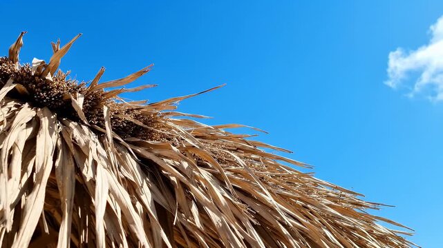 Low Angle View of a Woven Thatch Roof Under a Bright Blue Sky - A detailed low-angle shot showcases the texture of a woven thatch roof made from dried palm leaves.