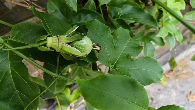 Close Up of Young Passion Fruit (Passiflora edulis) on Vine