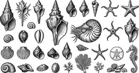  Vintage Nautical Sea Shell and Underwater Wildlife Sketch Illustration Sheet Featuring Engraved Spiral Nautilus Conch Starfish Sand Dollars and Sea Horses © Moksedul