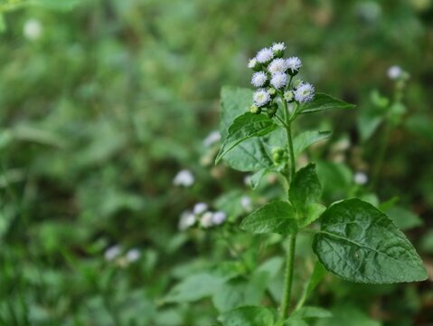 Close up of small purple and white ageratum conyzoides flowers blooming on a green wild plant stem with natural background. Ideal for botanical, nature, herbal medicine, and floral design concepts