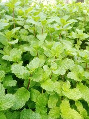 This photo shows a dense patch of mint plants (Mentha) growing closely together. The leaves are bright to light green with a textured surface, serrated edges, and slightly purplish-green stems. © Slamet