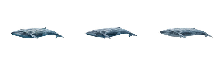 Blue humpback whales swimming set isolated on transparent background, ocean marine life animals for sea creature illustrations, aquatic wildlife posters, environmental conservation design elements, st