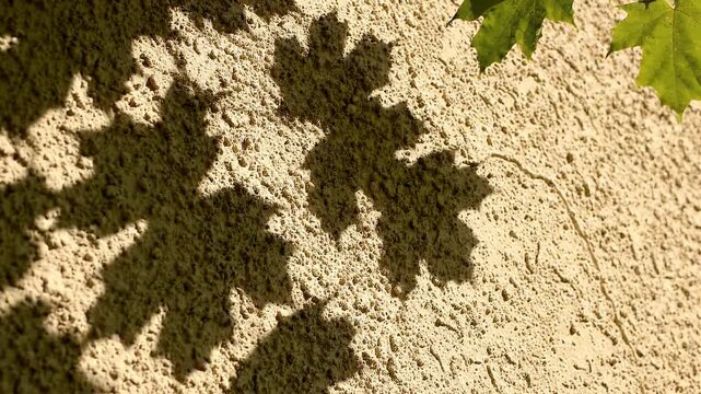 Sunlight and Shadows of Green Maple Leaves on Textured Wall - The dappled sunlight casts sharp shadows of green maple leaves onto a rough, textured beige wall.