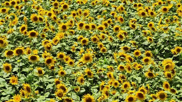 風に揺れる阿蘇のヒマワリ　西原村