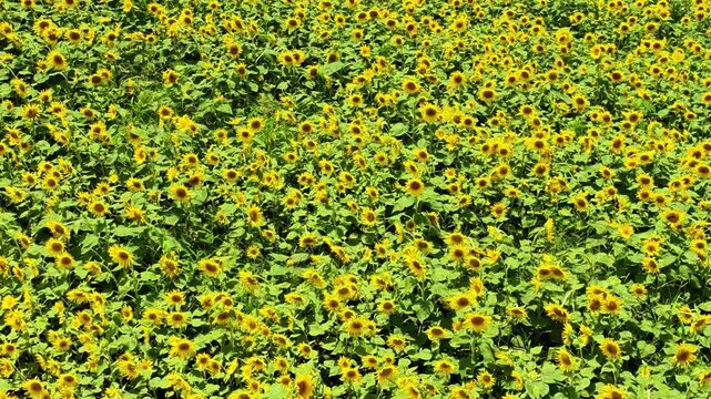 風に揺れる阿蘇のヒマワリ　西原村