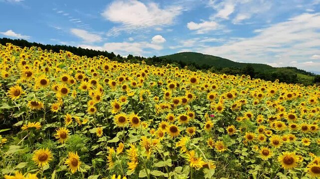 風に揺れる阿蘇のヒマワリ　西原村