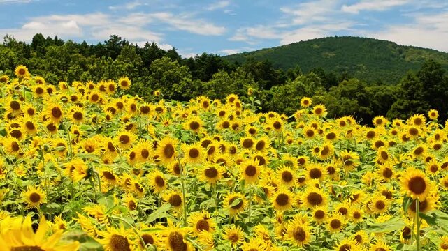 風に揺れる阿蘇のヒマワリ　西原村