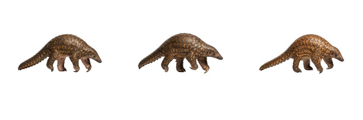 Fototapeta premium Walking Pangolin Set Isolated on White Background PNG, Detailed Scaly Anteater Clipart Collection, Wild Endangered Mammal Graphic Element for Wildlife Conservation Design, Education, Nature Posters an