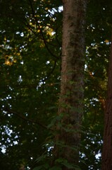 Fototapeta premium trees in the woods