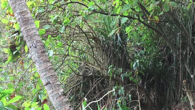 Dense Tropical Forest Canopy and Natural Green Tunnel in HD, with monkey in trees