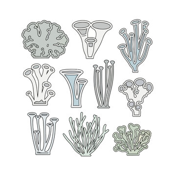 Set of Hand Drawn Lichen and Coral Illustrations