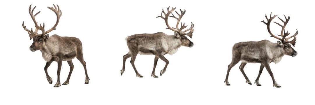 Majestic wild reindeer or caribou with large antlers walking isolated on white background stock PNG photo asset for winter and holiday designs