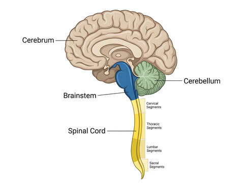 Human brain and spinal cord anatomy diagram
