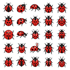 Fototapeta premium Collection of Ladybug Icons and Poses