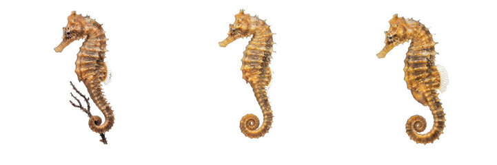 Detailed golden seahorse swimming and holding onto a twig isolated on white background stock PNG photo asset for marine life and ocean nature designs © Wazir