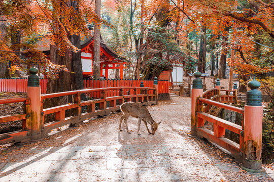 A deer during the autumn foliage at Nara in Japan