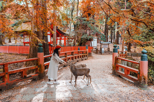 Young female tourist feeding deer during the autumn foliage at Nara in Japan