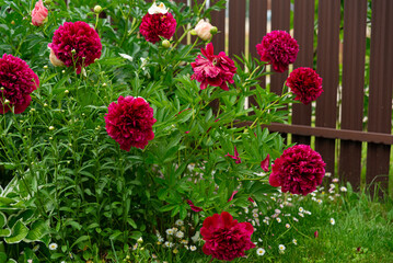 Vibrant red peonies blooming in garden © obsidianium