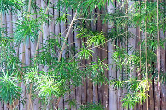 Osmoxylon lineare green plant growing though on bamboo wood fence wall background