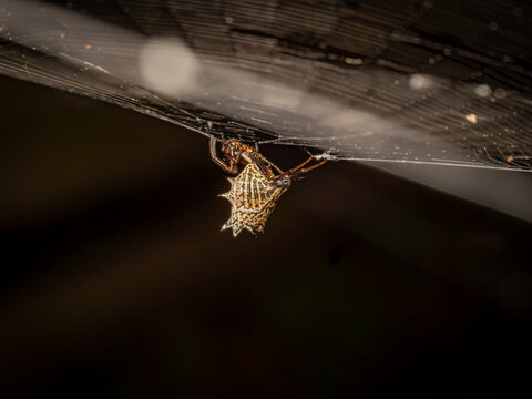 Close up of a unique spiny orb weaver spider hanging upside down on its intricate silk web capturing details of its spiky abdomen