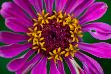 Obraz premium Blooming