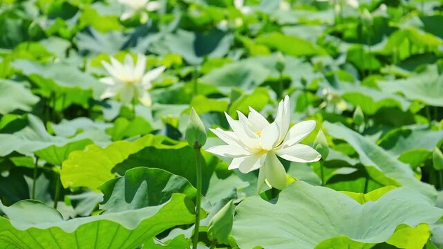 Slow-motion shot of white lotus flowers in full bloom on a summer pond