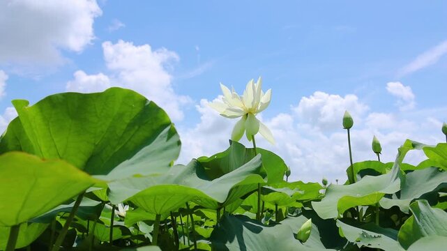 Slow-motion shot of white lotus flowers in full bloom on a summer pond