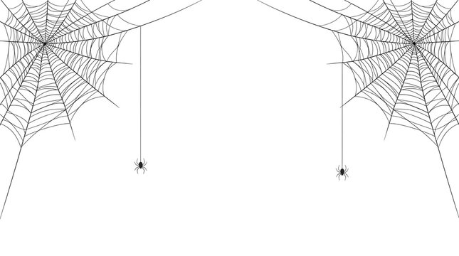 Spider web corner frames with two hanging spiders isolated on white background