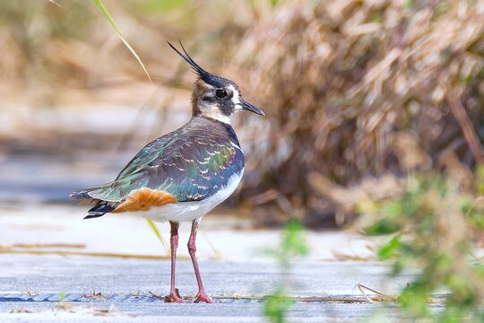 あぜ道を歩くタゲリ(Northern Lapwing)	