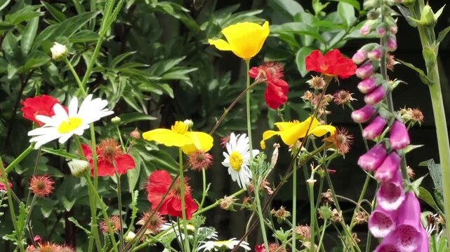 Colourful flower border in summer with ox eye daisies,foxgloves, poppies and a bee